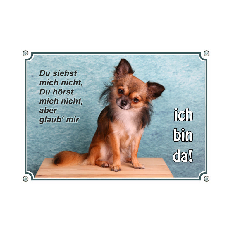 Chihuahua - ich bin da