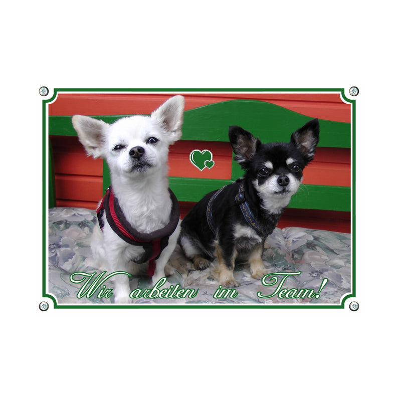 Chihuahua - wir arbeiten im Team