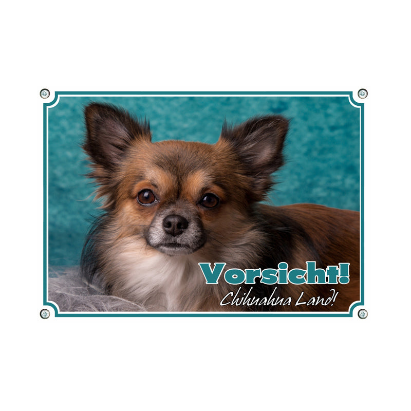 Chihuahua - Vorsicht