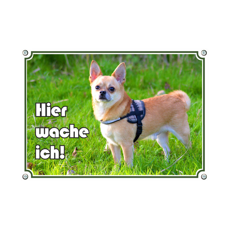 Chihuahua - Hier wache ich