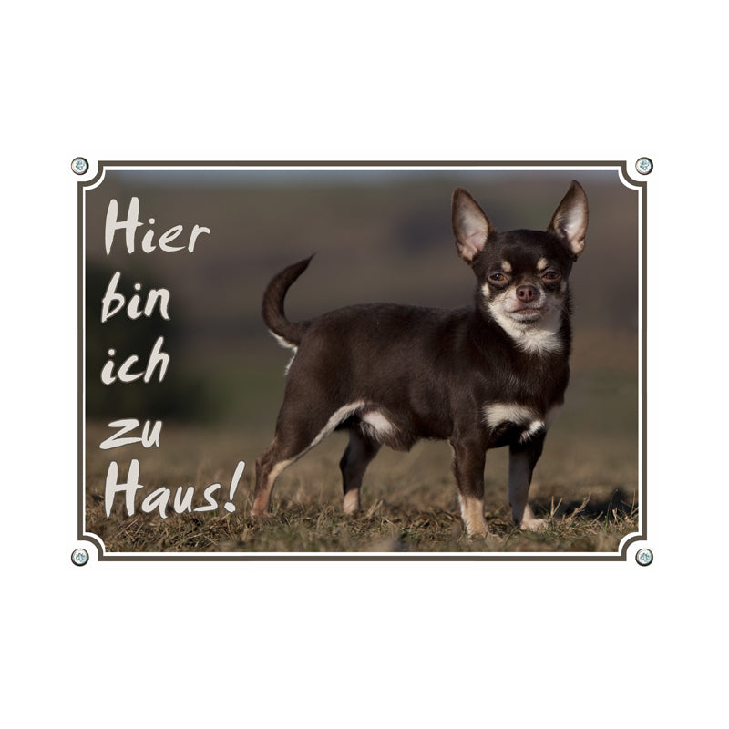 Chihuahua - Hier bin ich zu Haus