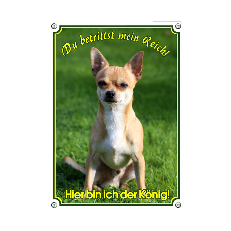 Chihuahua - Hier bin ich der König