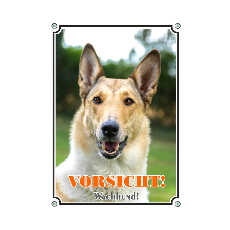 Collie - Wachhund