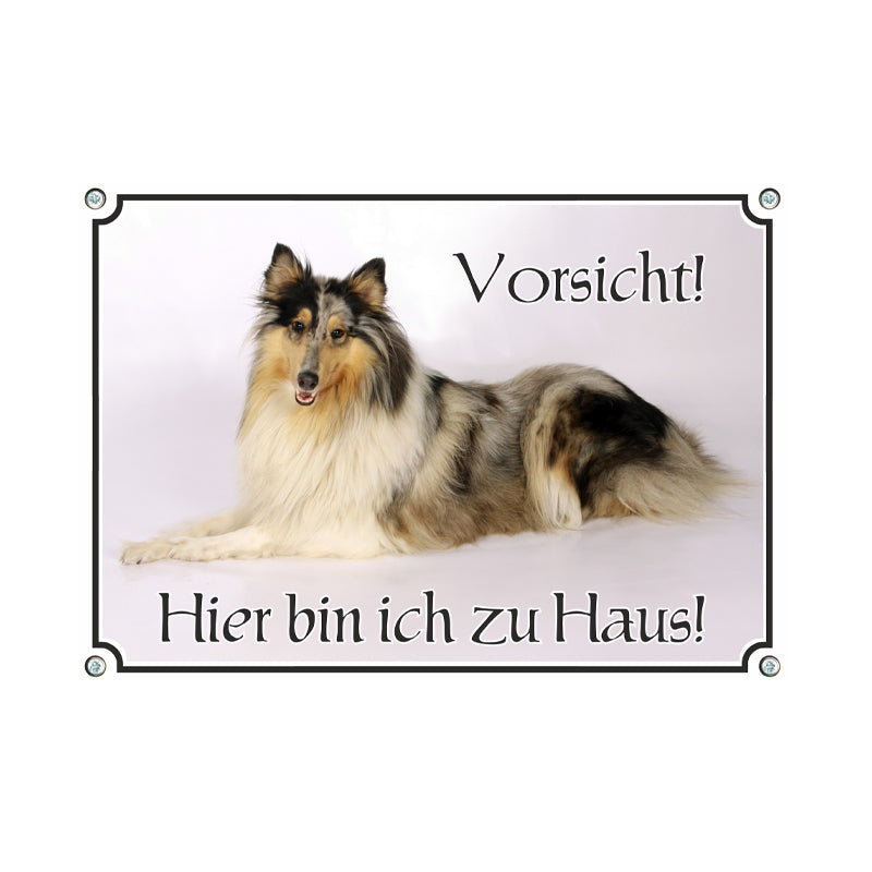 Collie - Hier bin ich zu Haus