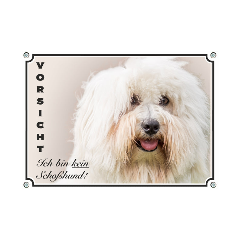 Coton de Tulear - kein Schoßhund