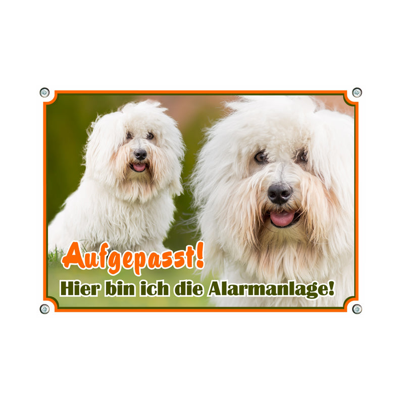 Coton de Tulear - Aufgepasst. Alarmanlage