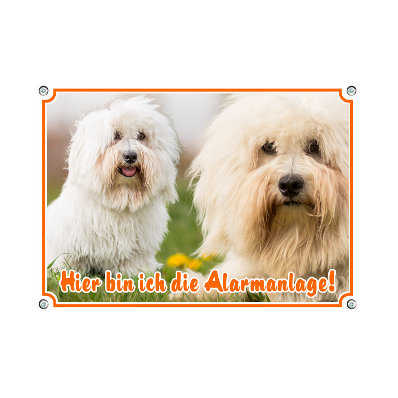 Coton de Tulear - Alarmanlage