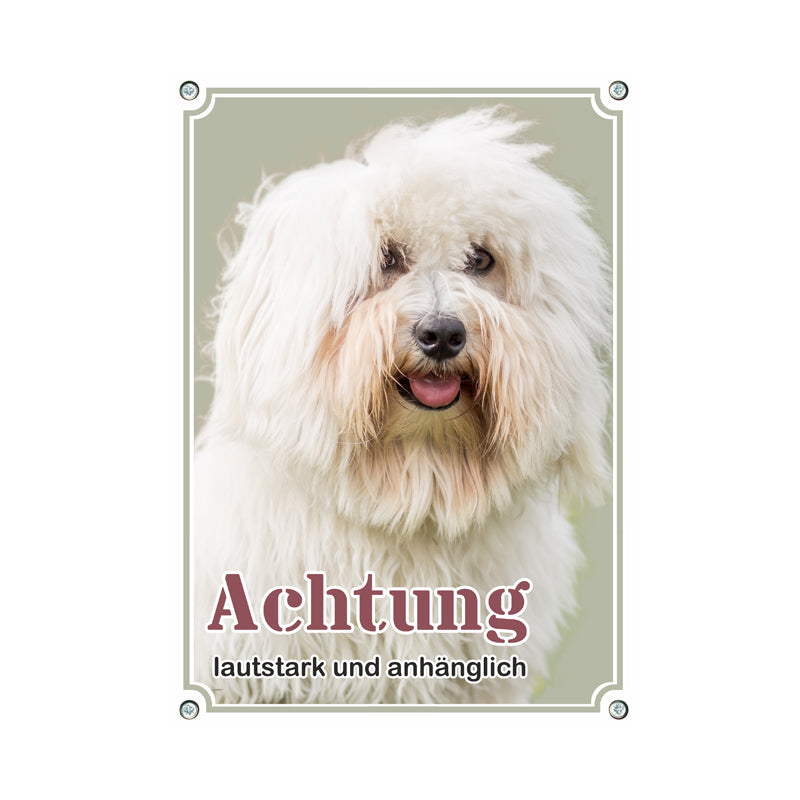 Coton de Tulear - lautstark