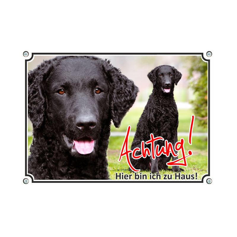 Curly Coated Retriever - Hier bin ich zu Haus