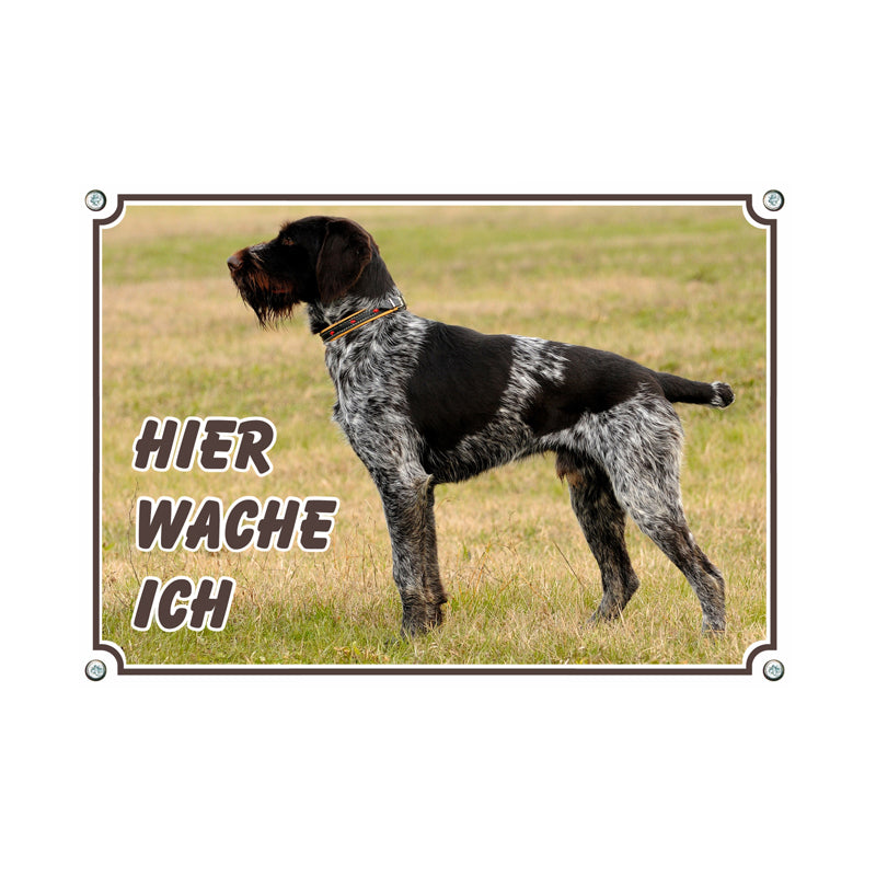 Deutscher Drahthaar - Hier wache ich