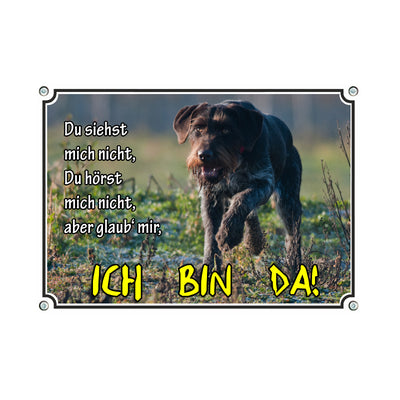 Deutscher Drahthaar - Ich bin da