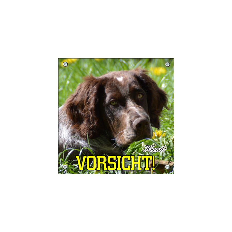Deutsch Wachtel