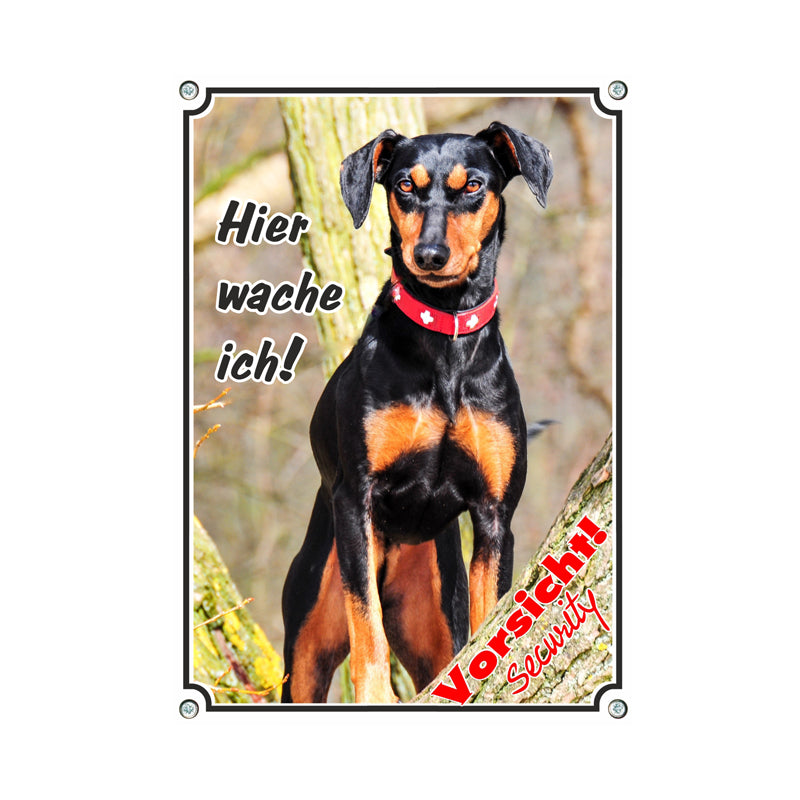 Deutscher Pinscher - Hier wache ich