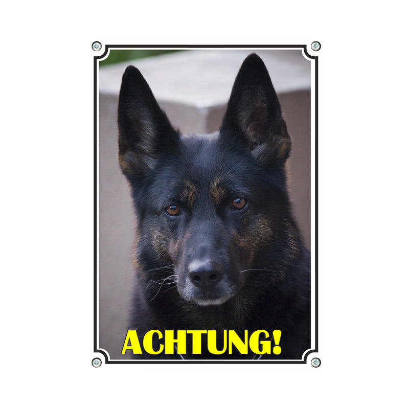 Deutscher Schäferhund - Achtung