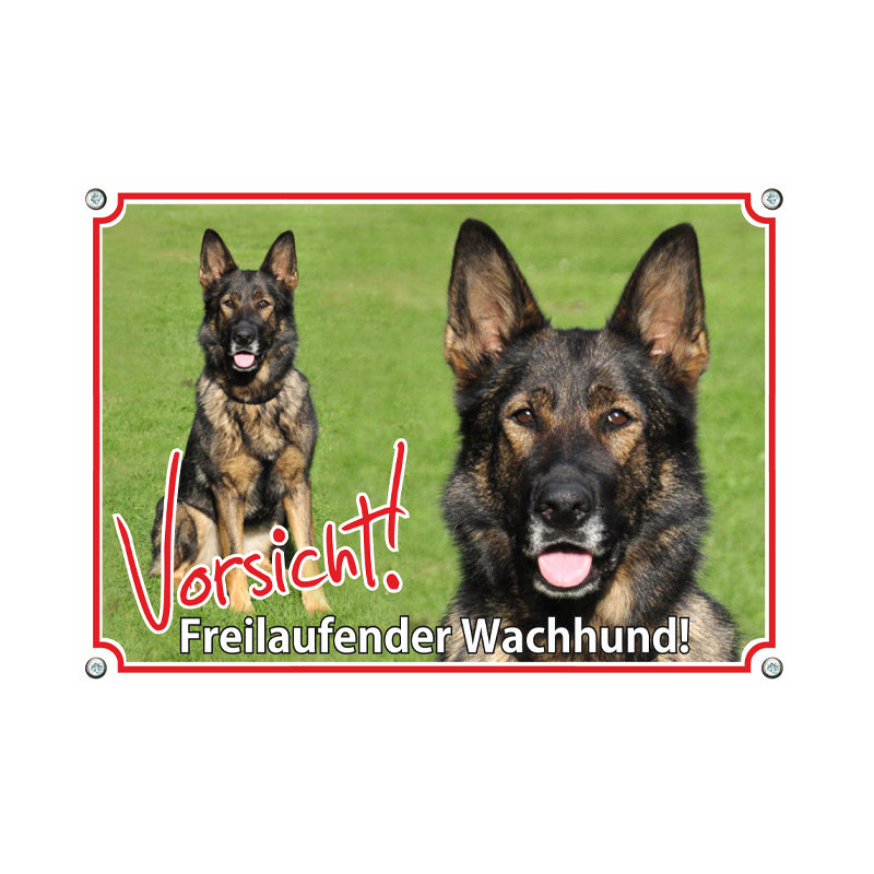 Deutscher Schäferhund - Freilaufender Wachhund