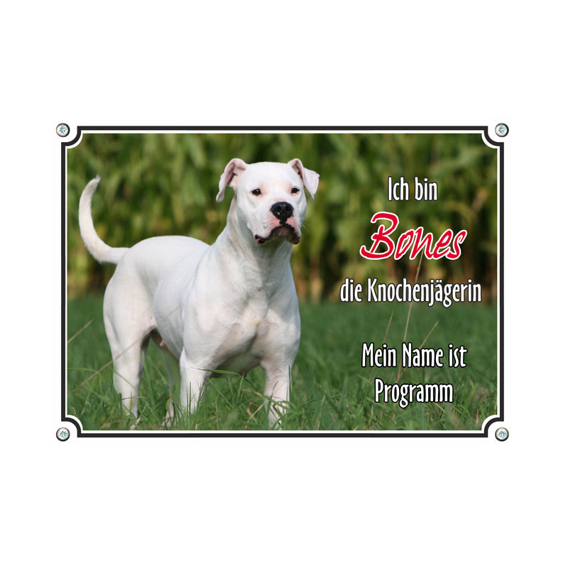 Dogo Argentino - Bones