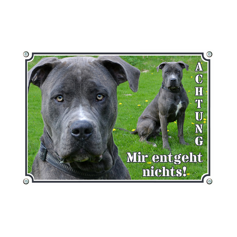 Dogo Canario - Mir entgeht nichts