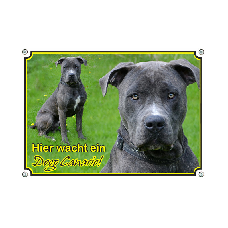 Dogo Canario - Hier wacht