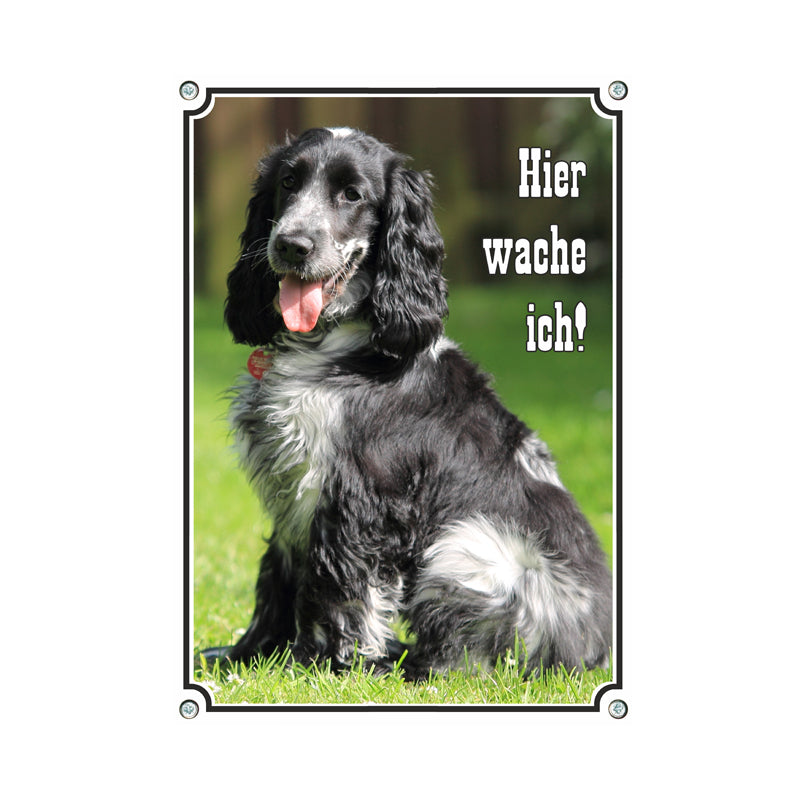 Englischer Cocker Spaniel - Hier wache ich