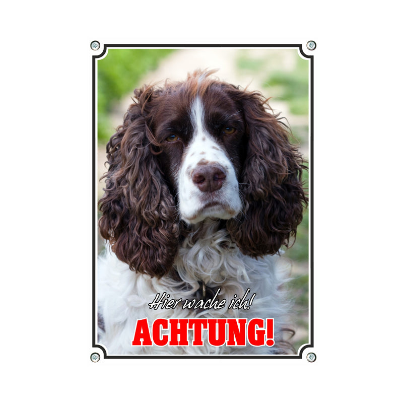 English Springer Spaniel - Hier wache ich