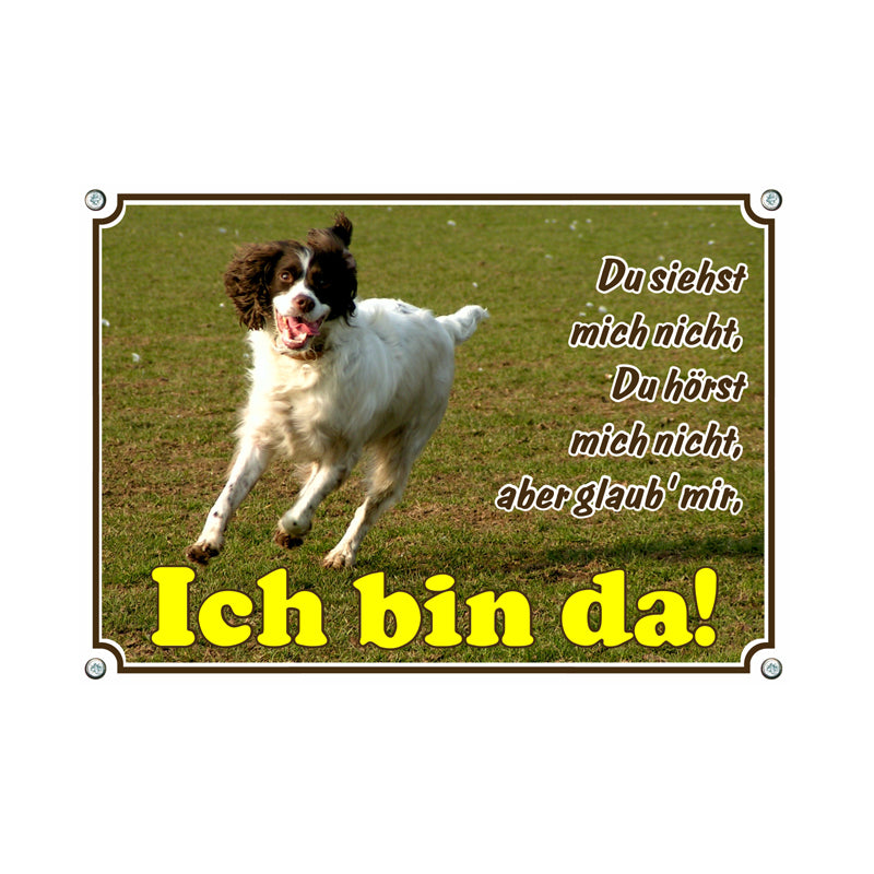 English Springer Spaniel - Ich bin da