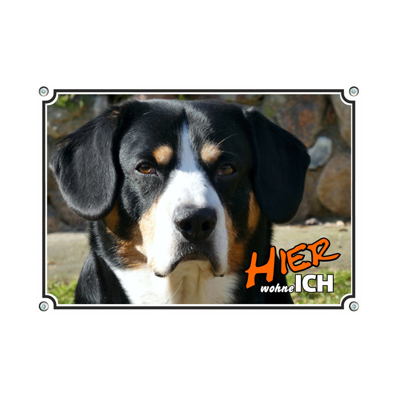 Entlebucher Sennenhund - Hier wache ich