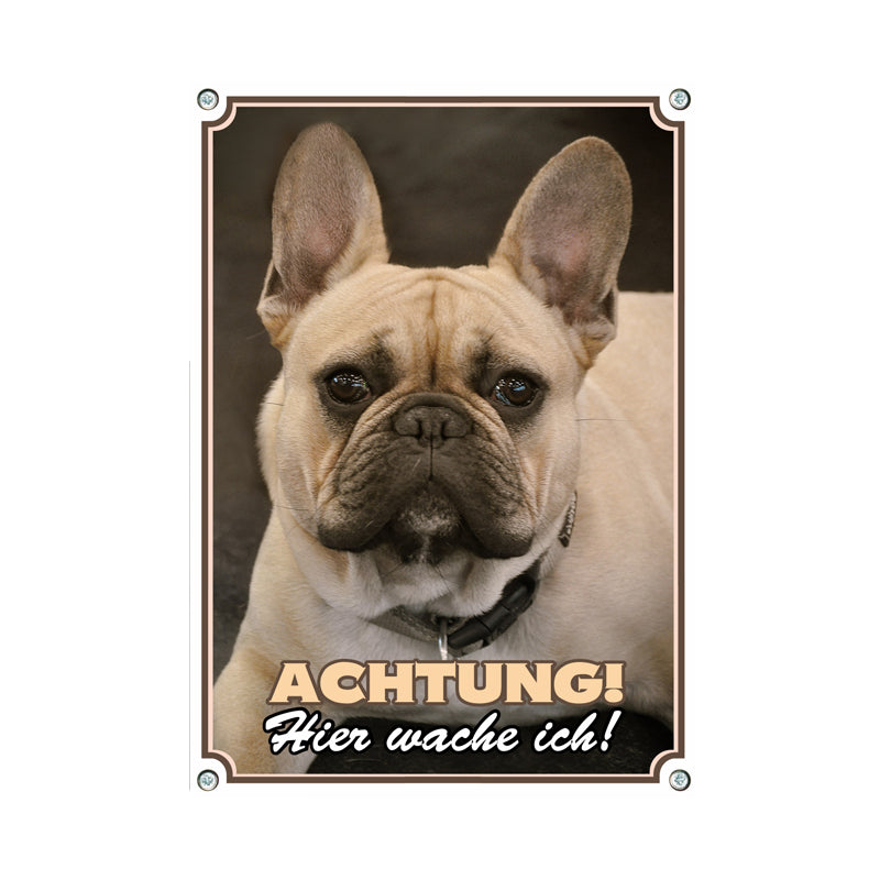 Französische Bulldogge - Achtung hier wache ich