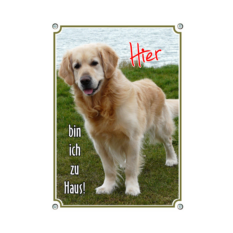 Golden Retriever - Hier bin ich