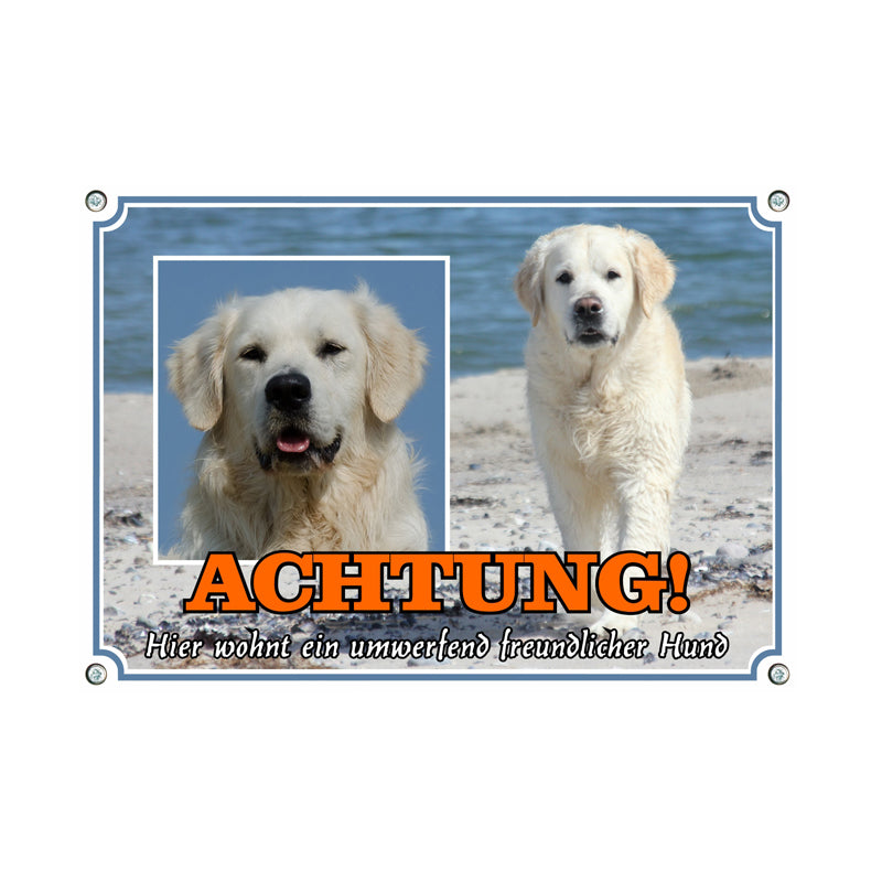 Golden Retriever - Achtung