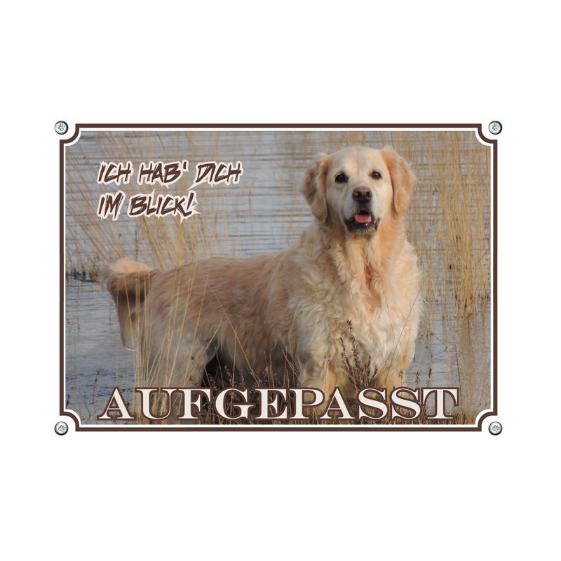 Golden Retriever - Aufgepasst