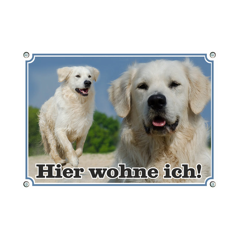 Golden Retriever - Hier wohne ich