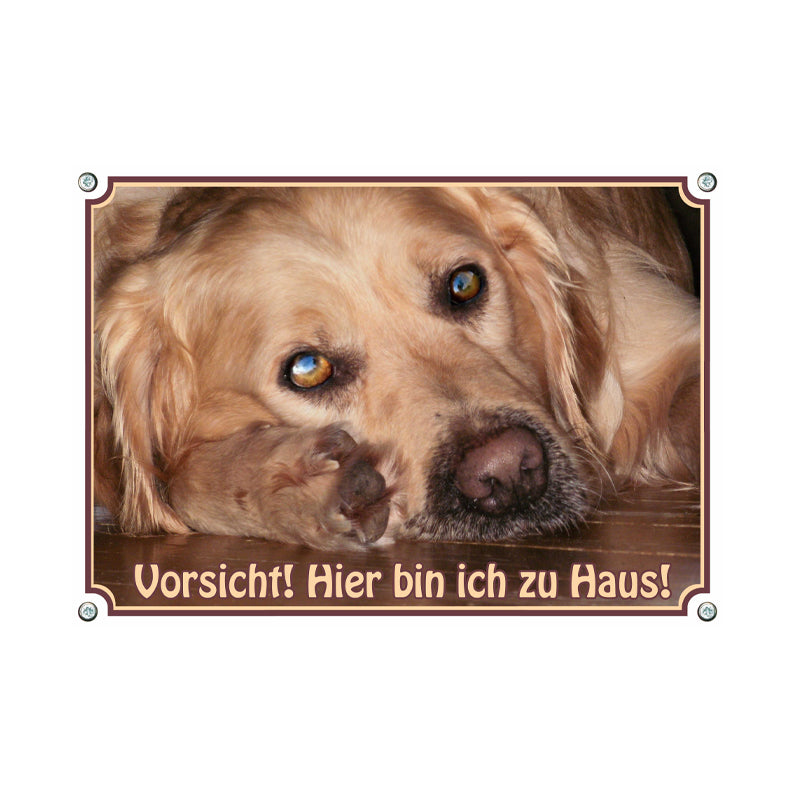 Golden Retriever - zu Haus