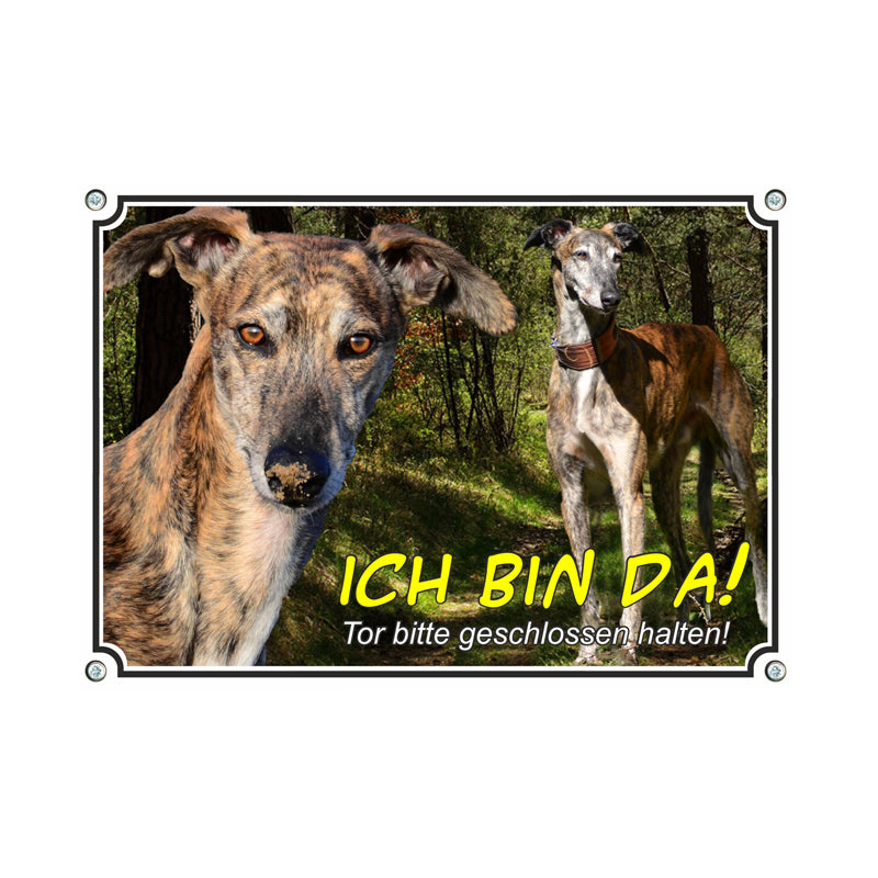 Greyhound - ich bin da