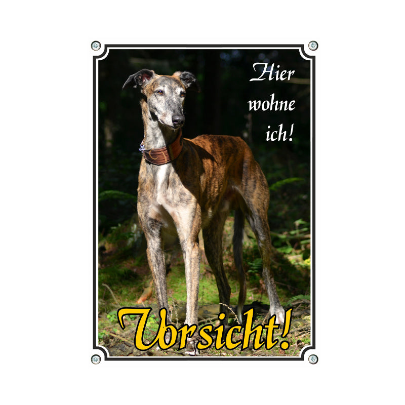 Greyhound - hier wohne ich