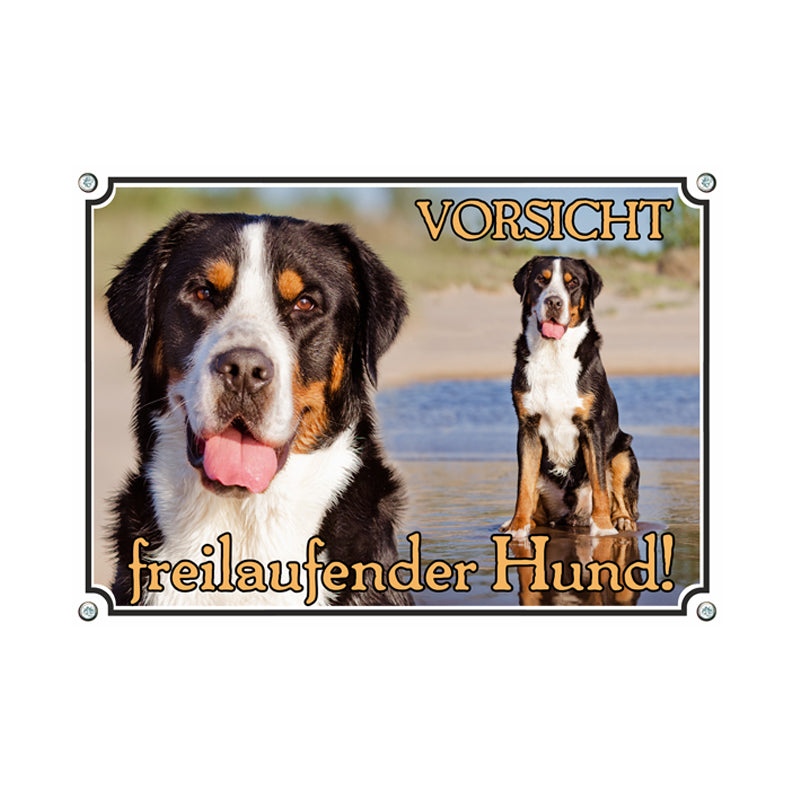 Großer Schweizer Sennenhund - freilaufender Hund