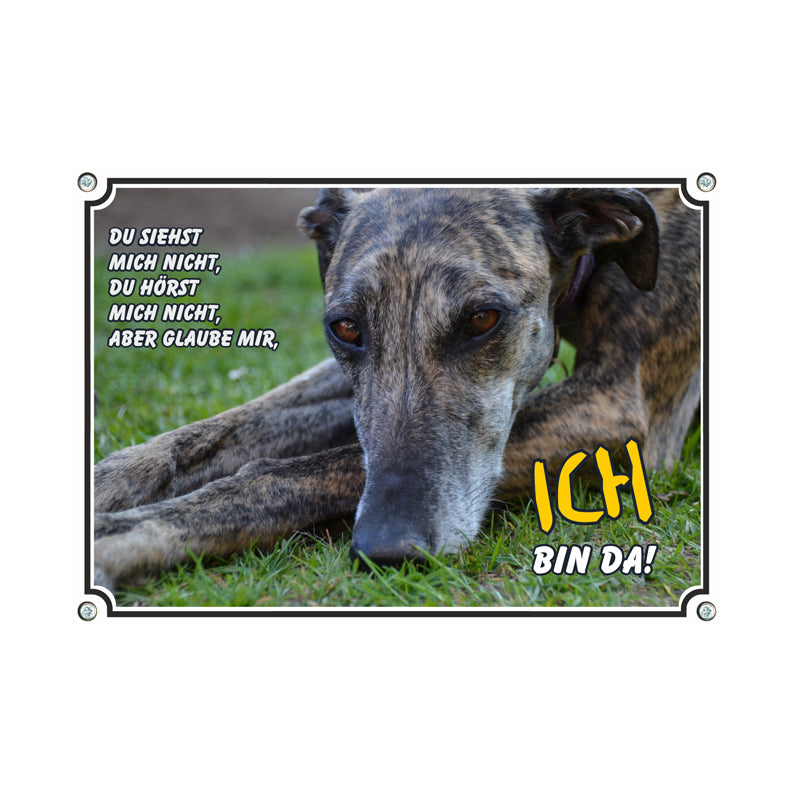 Galgo - Ich bin da
