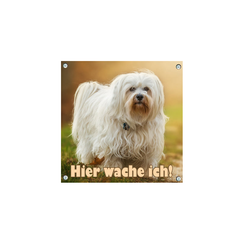 Havaneser - Hier wache ich