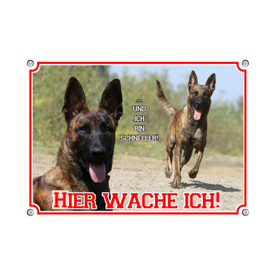 Holländischer Schäferhund - Hier wache ich