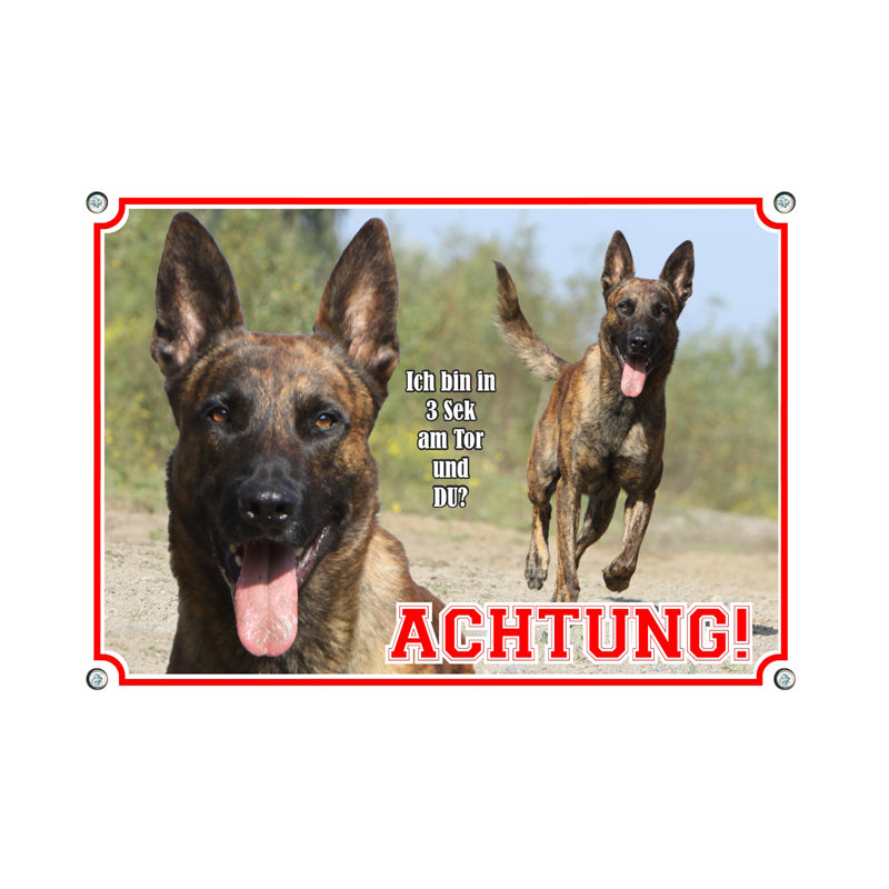 Holländischer Schäferhund - In 3 Sekunden am Tor