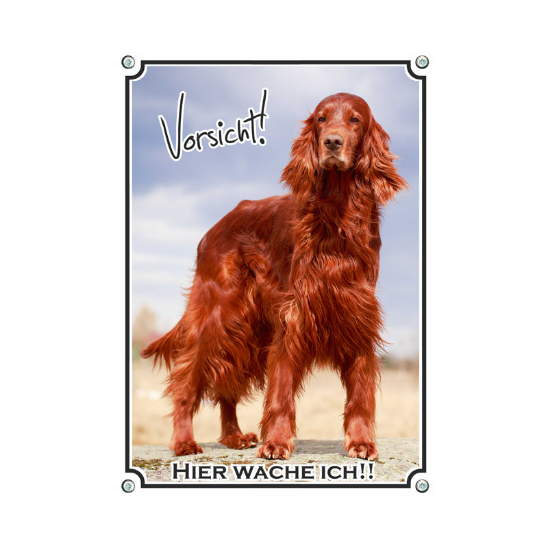 Irish Red Setter - Hier wache ich