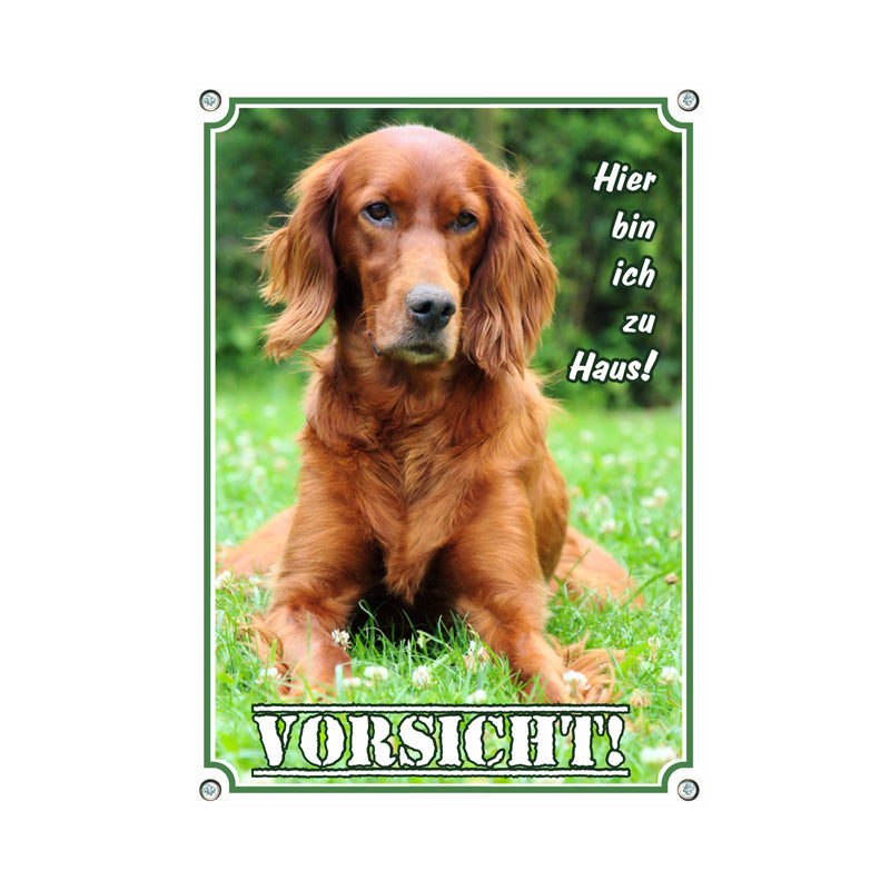 Irish Red Setter - Vorsicht