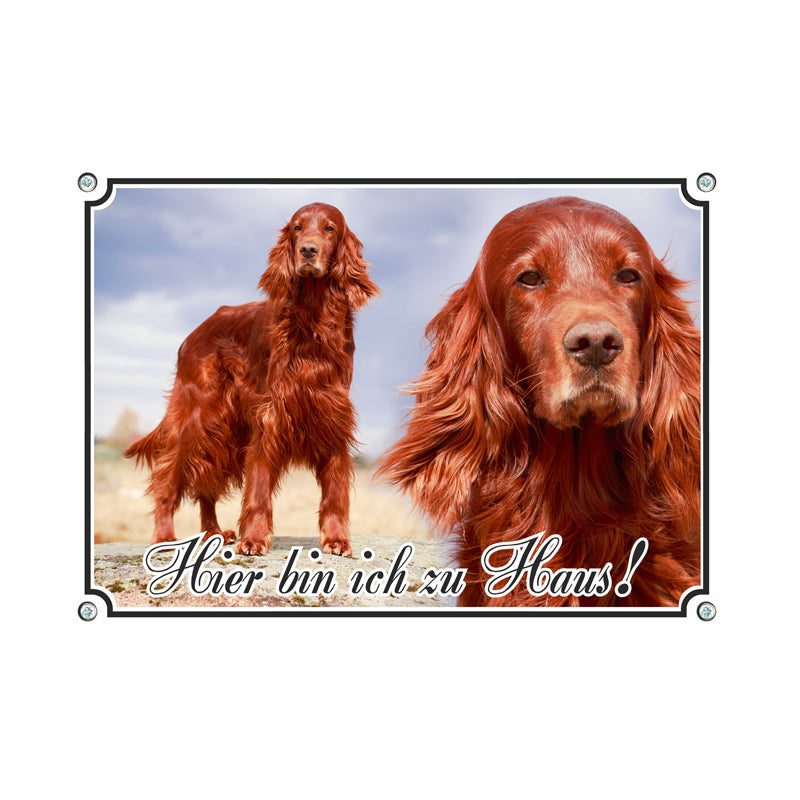 Irish Red Setter - Hier bin ich zu Haus