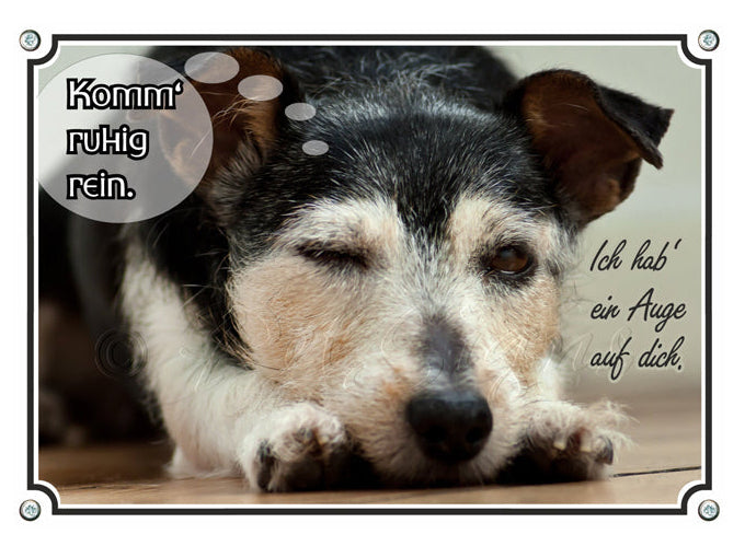 Jack Russell Terrier - Komm ruh rein