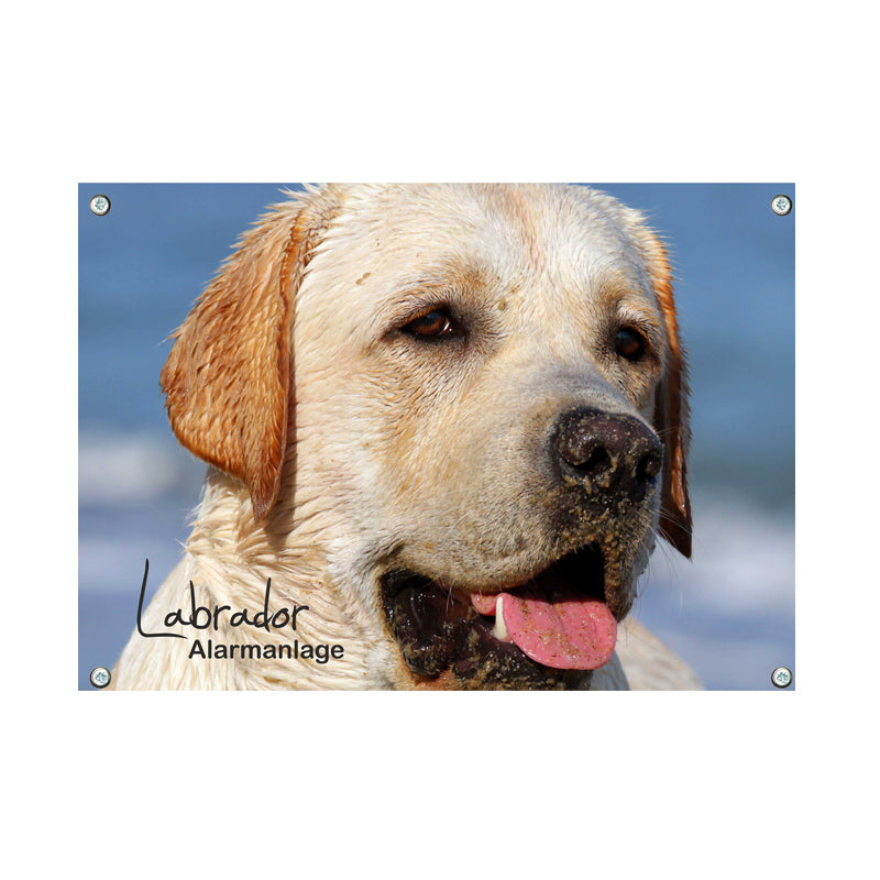Labrador blond - Alarmanlage