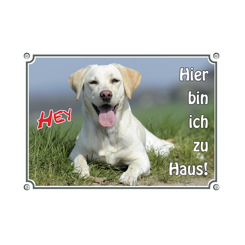 Labrador blond - zu Haus