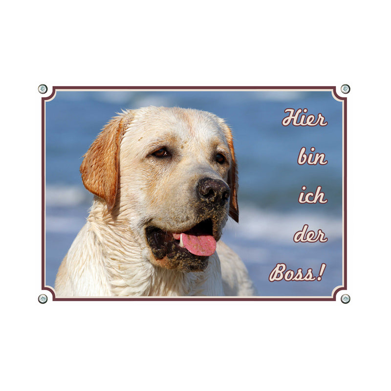 Labrador blond - der Boss