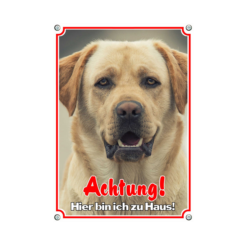 Labrador blond - Achtung