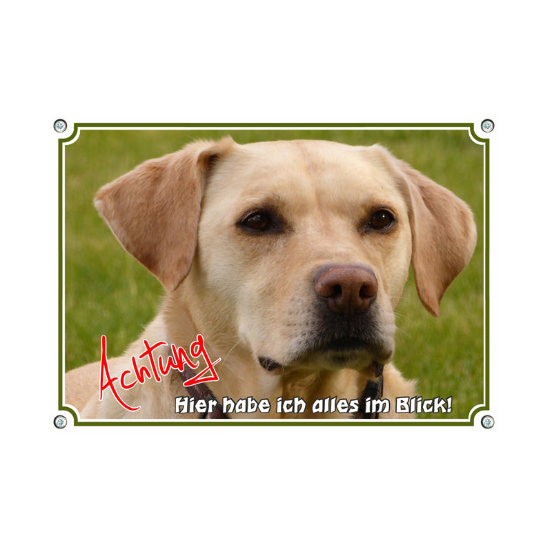 Labrador Retriever - alles im Blick