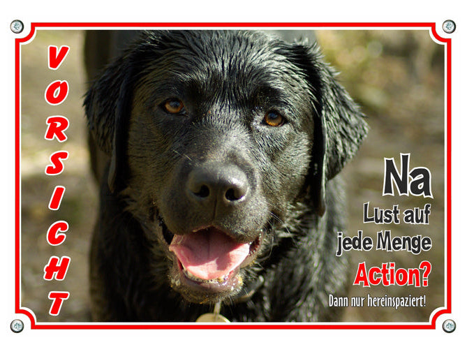 Labrador Retriever - jede Menge Action
