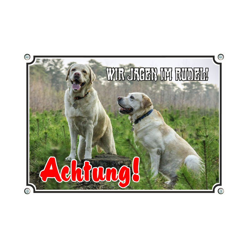 Labrador Retriever - jagen im Rudel